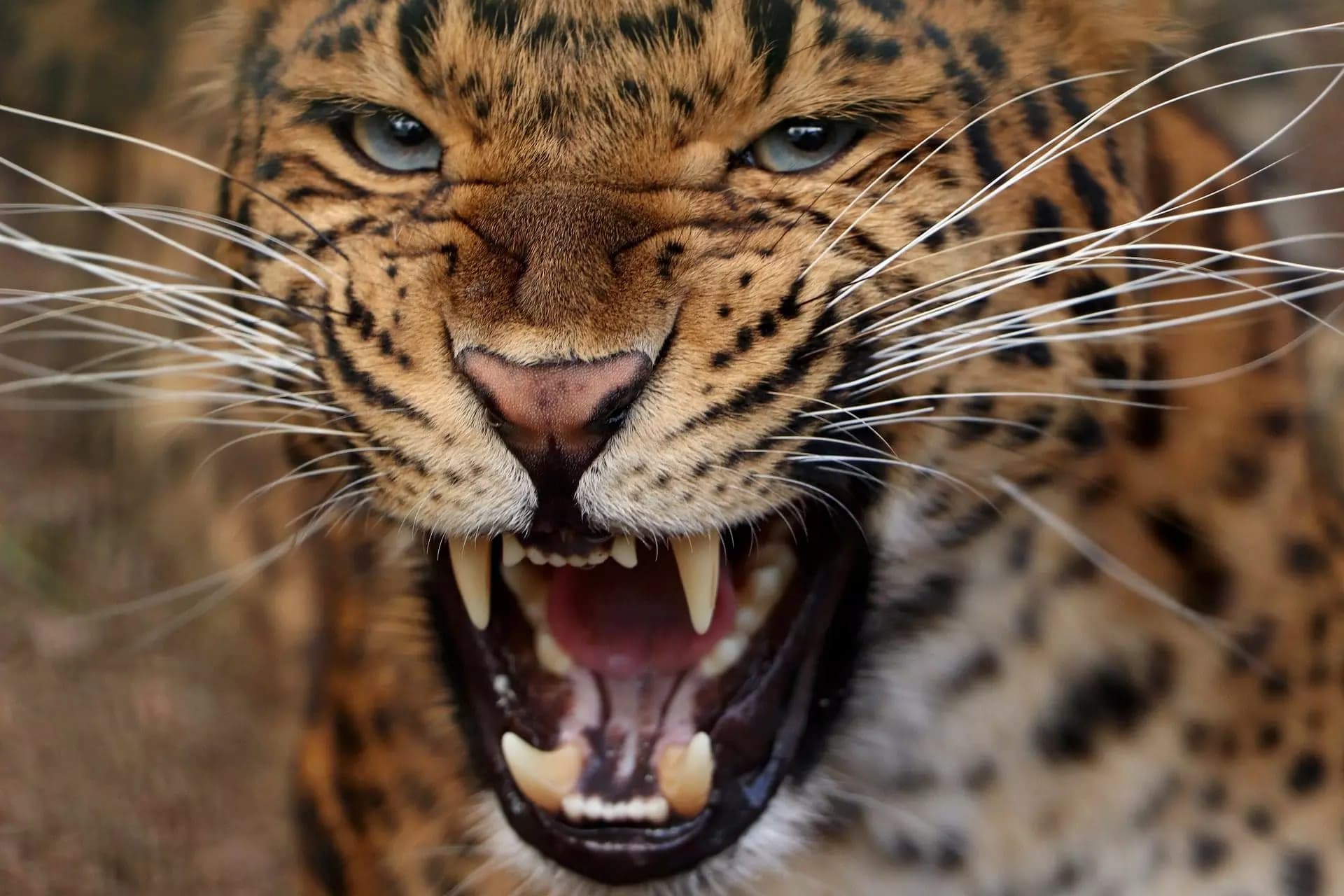 11-Jähriger trotzt Leopardenangriff in Palghar; Schulranzen wird zum Lebensretter
