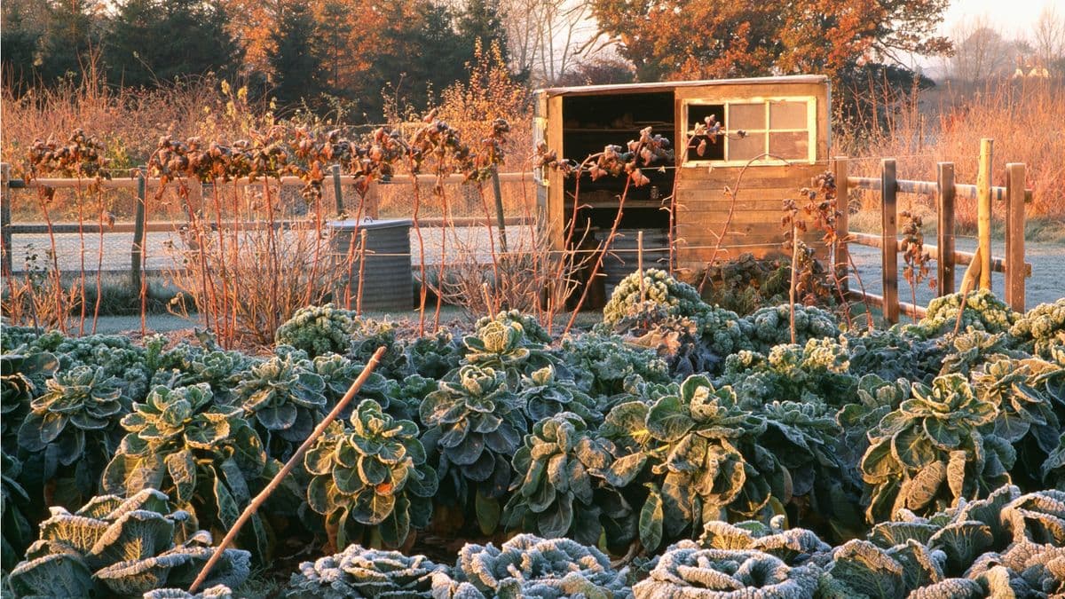 Before You Try the Plastic Fork Pest Control Hack, Read This Warning – We Reveal the Non-Toxic Alternatives That Will Actually Protect Winter Crops
