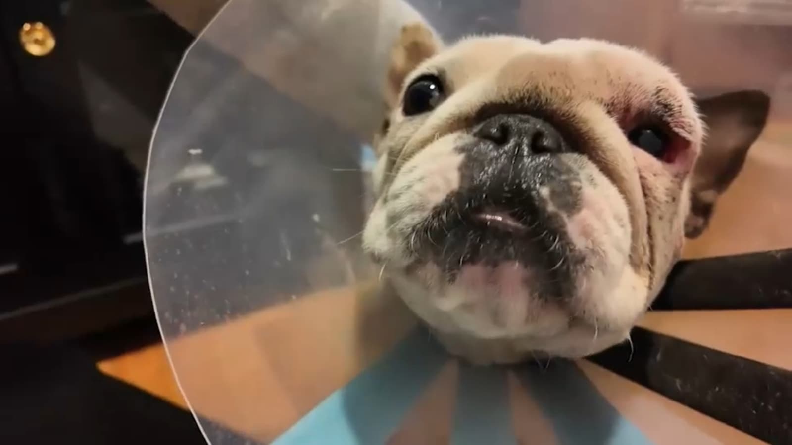 Propietarios de perros piden mejores protecciones para sus mascotas tras varios ataques de pit bulls