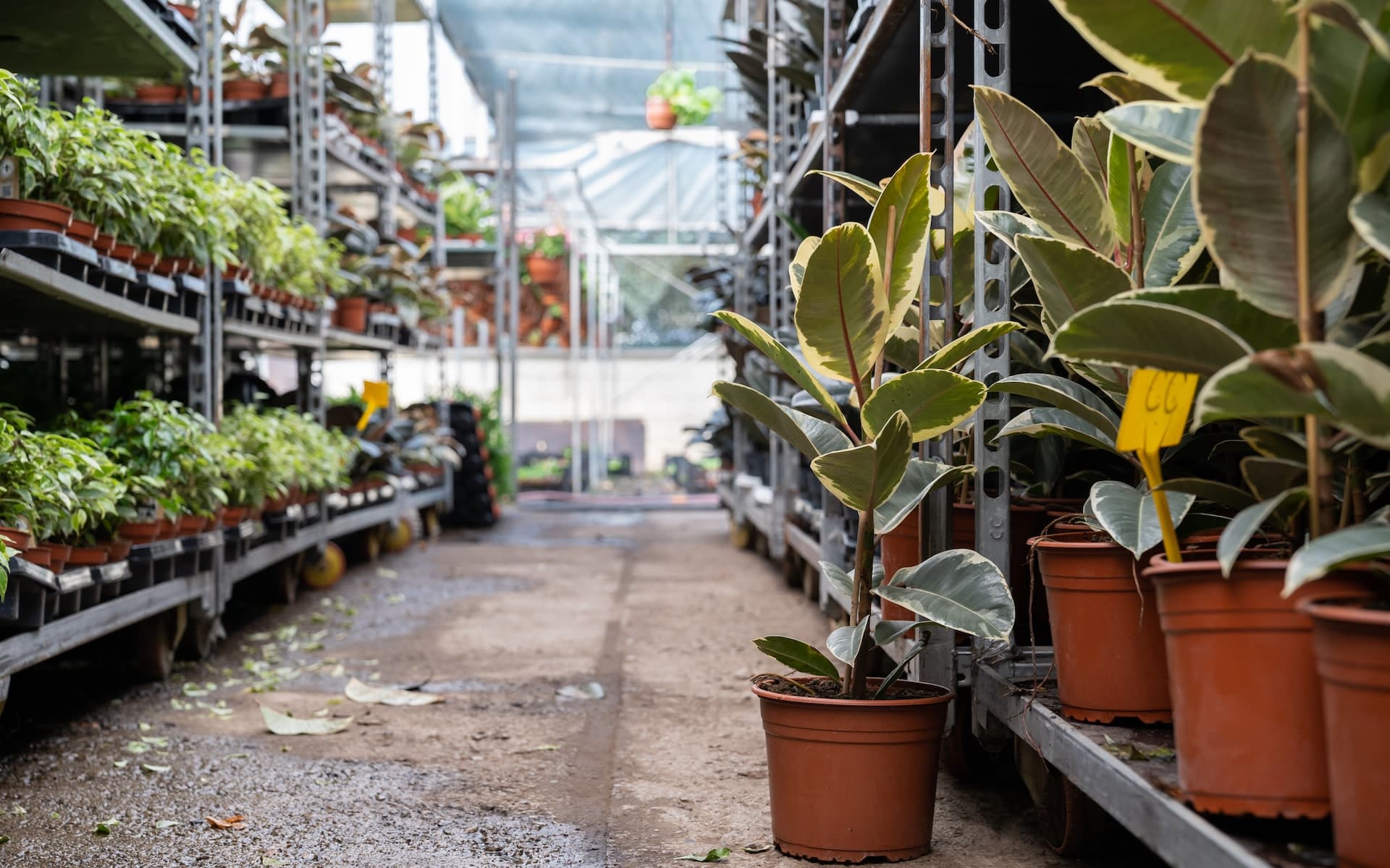 Gardener issues warning about dangerous plants sold at major retailers: 'They don't care what happens'
