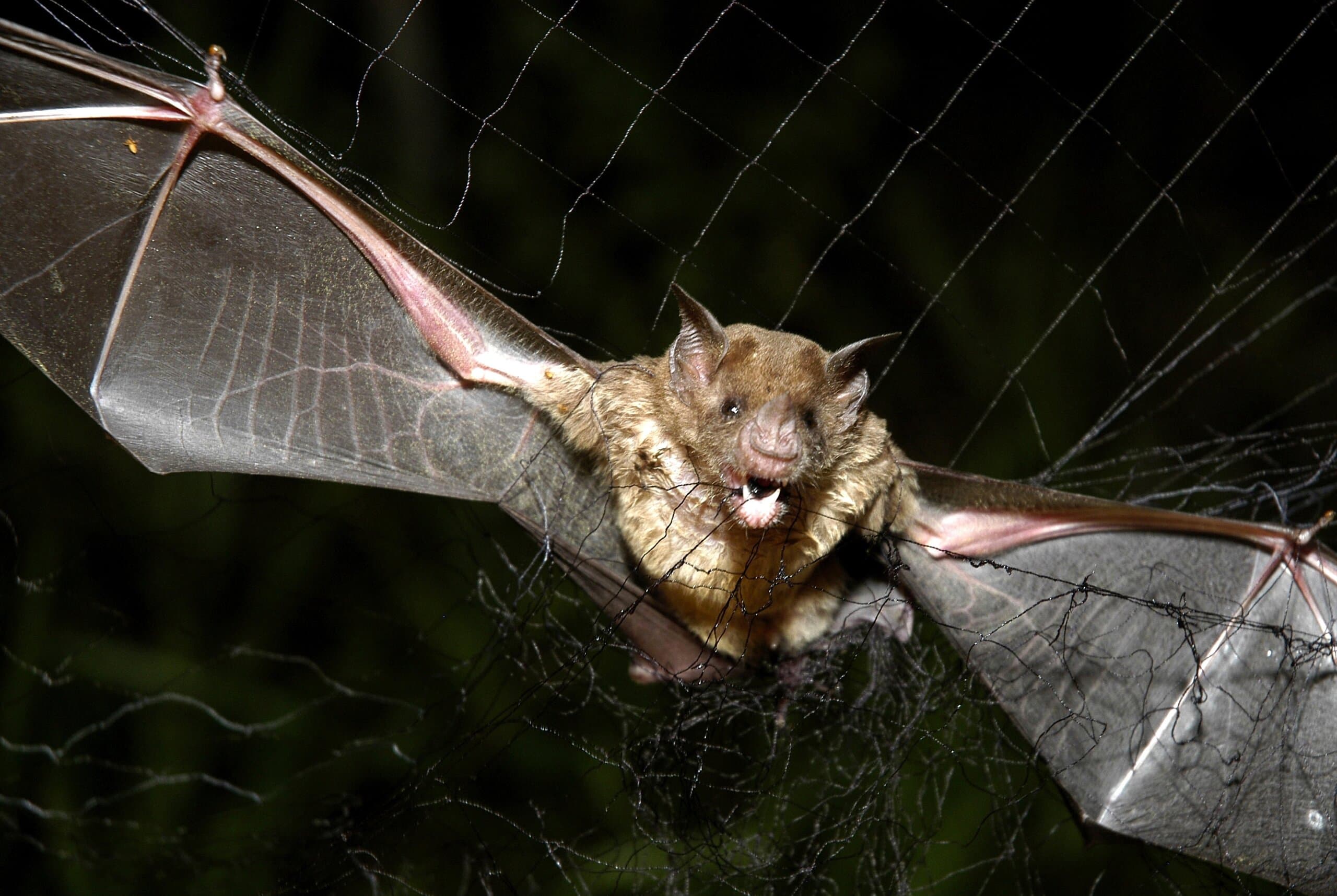 How tiny drones inspired by bats could save lives in dark and stormy conditions - WTOP News