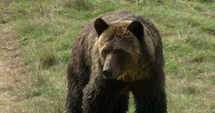 Man rushed to hospital by air ambulance after grizzly bear attack west of Calgary | Globalnews. ca