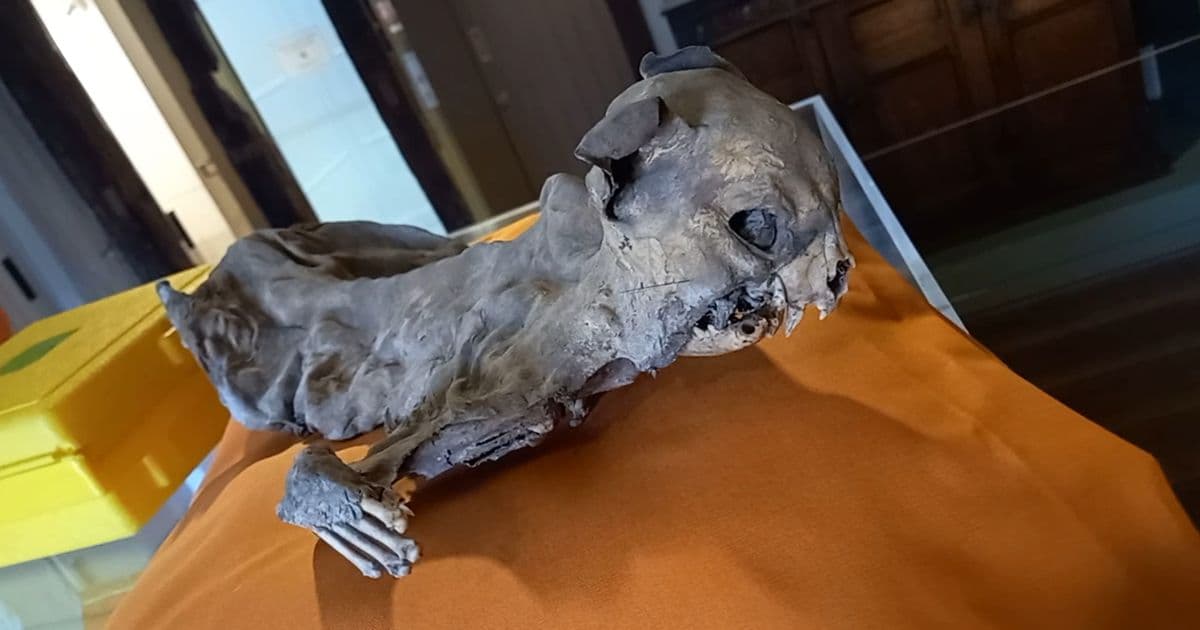 Mummified cat 'guarded dead King' from evil spirits for years - Daily Star