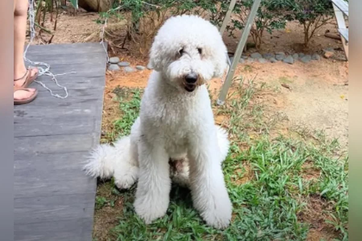 NParks investigating case involving dog that died after being left unattended at grooming facility