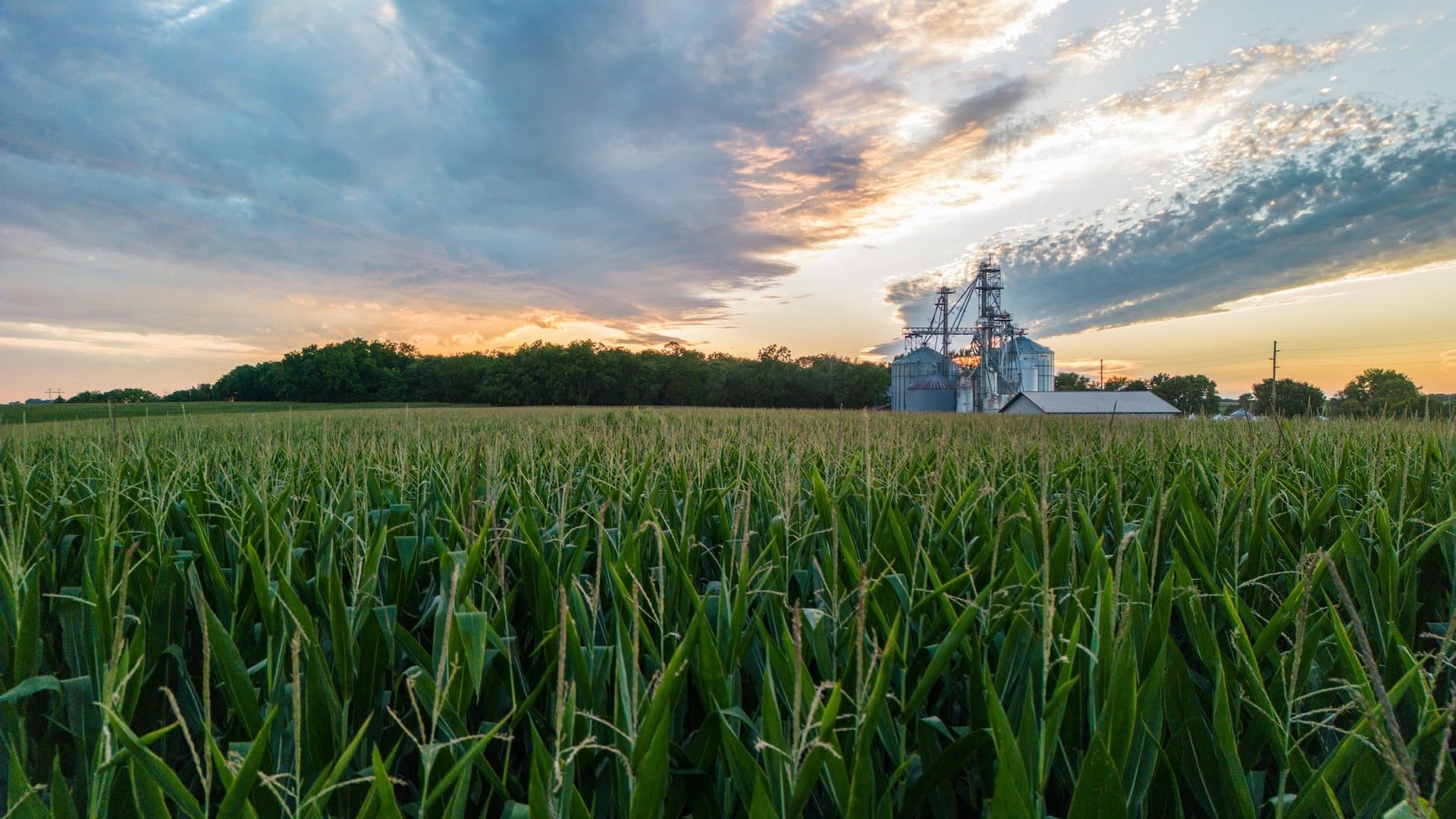 Researchers issue warning on major problem affecting food supply: 'We need to figure out a way to fix it'