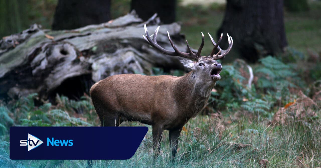 Shooting body raises ‘significant concerns’ over Natural Environment Bill