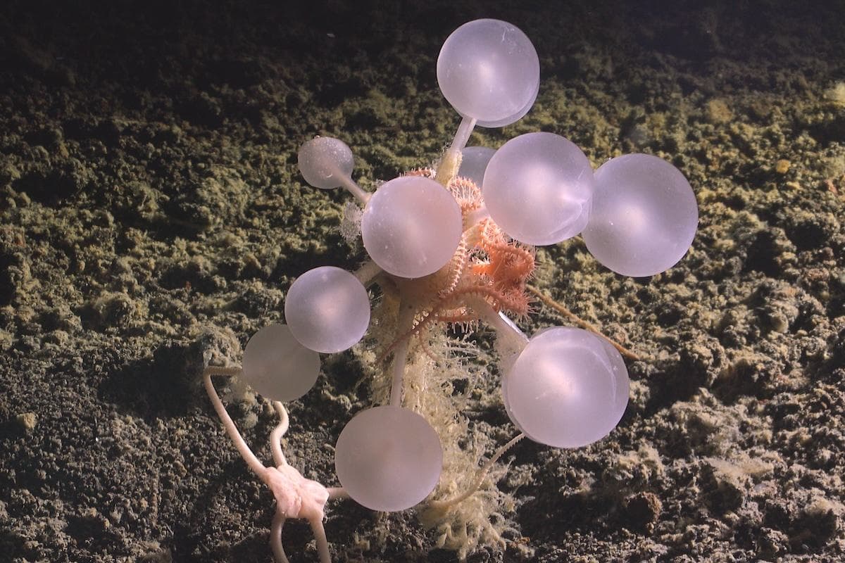 'Death Ball' Sponge and Glowing Worms Among Creatures Discovered in Southern Ocean